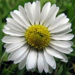 12079685_910631225653140_1034181339075992748_n