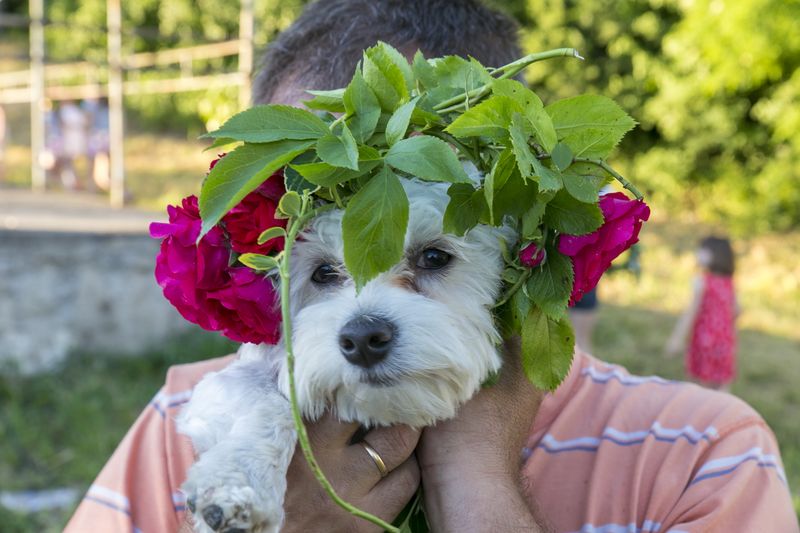 WIANEK – musi być! Weź udział w konkursie :)