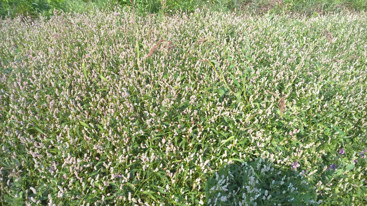 WP_20150810_10_28_59_Pro 