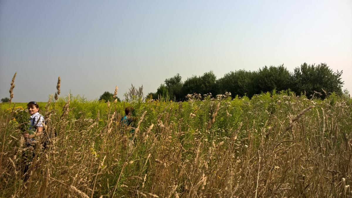 WP_20150810_10_32_47_Pro 