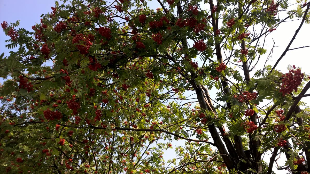 WP_20150810_10_55_43_Pro