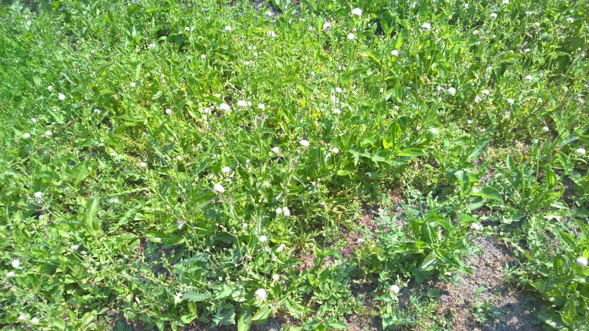 WP_20150810_10_57_44_Pro